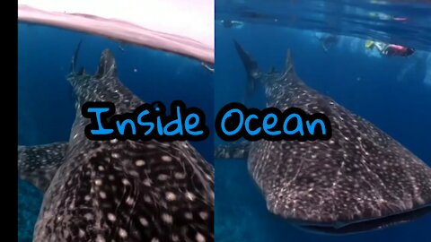 Inside Ocean #shorts