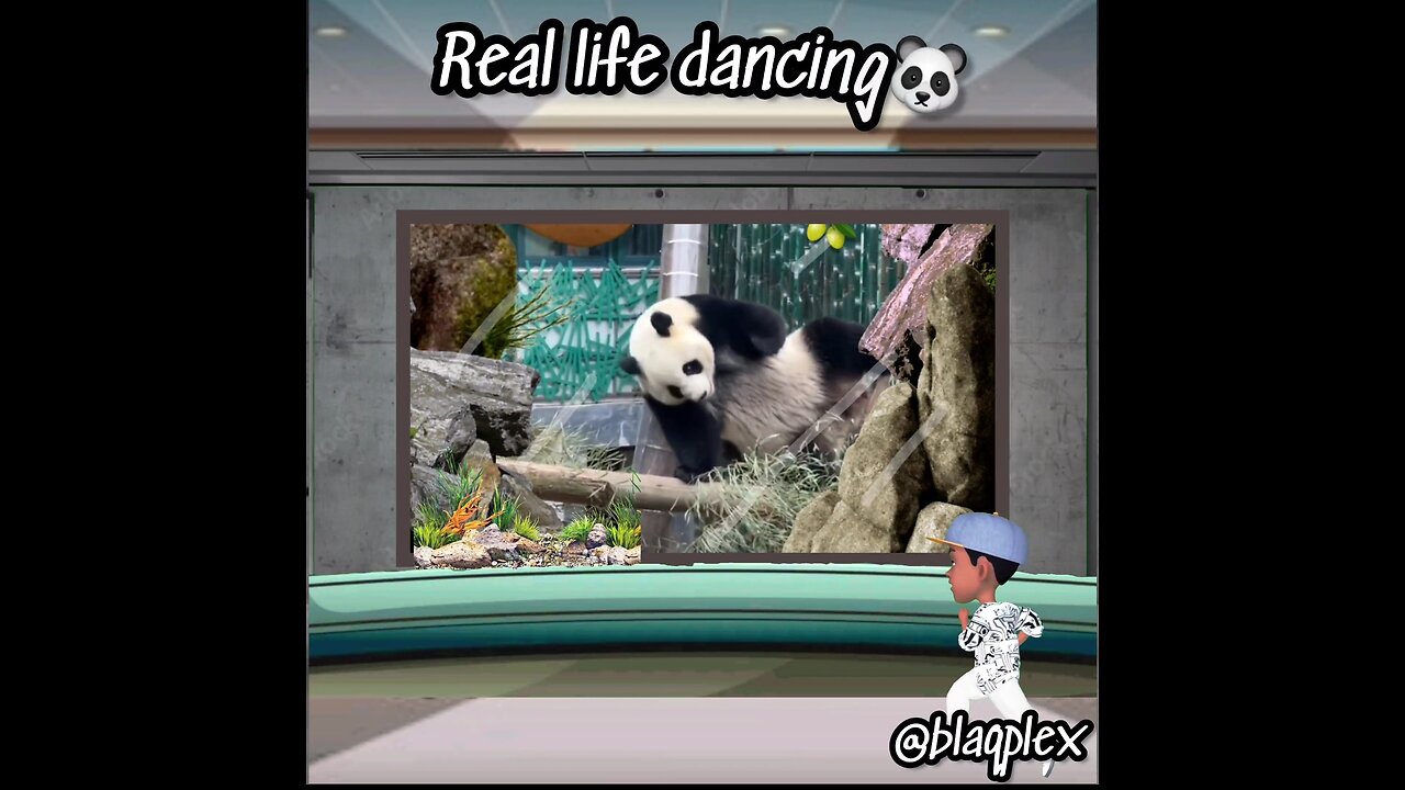 Real life Panda dancing to 50 cent 🤣