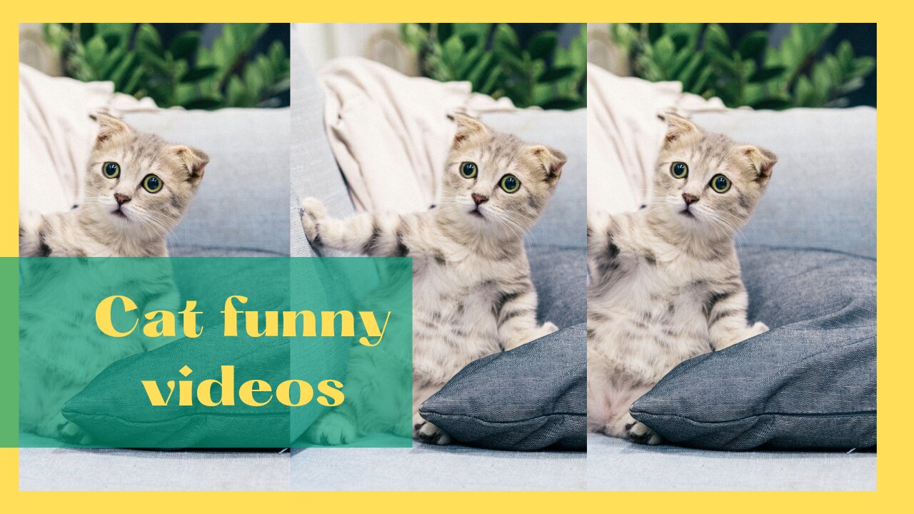 Cat funny videos