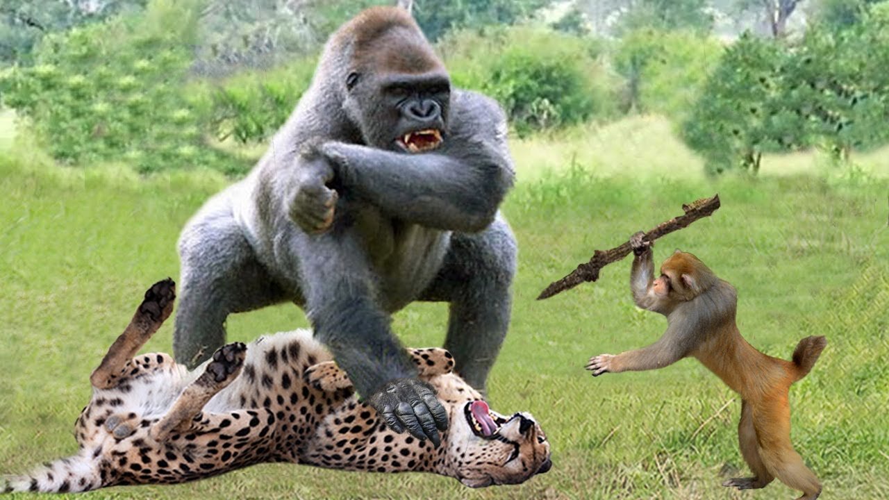 Amazing!!! Gorilla Angry Rushes To Take Down Leopard Herd To Rescue Baby Impala - Baboon vs Leopard