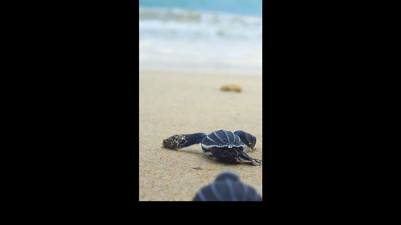 Baby Turtle Put His Flipper On His Sibling!