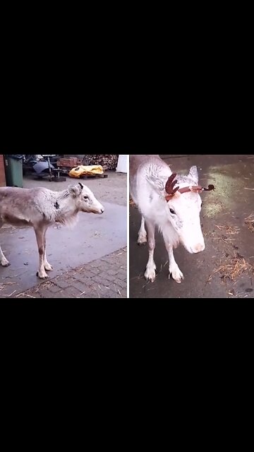 Baby reindeer gets new 'antlers', immediately challenges brother