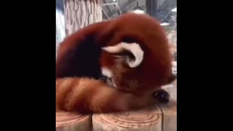 red panda 🐼