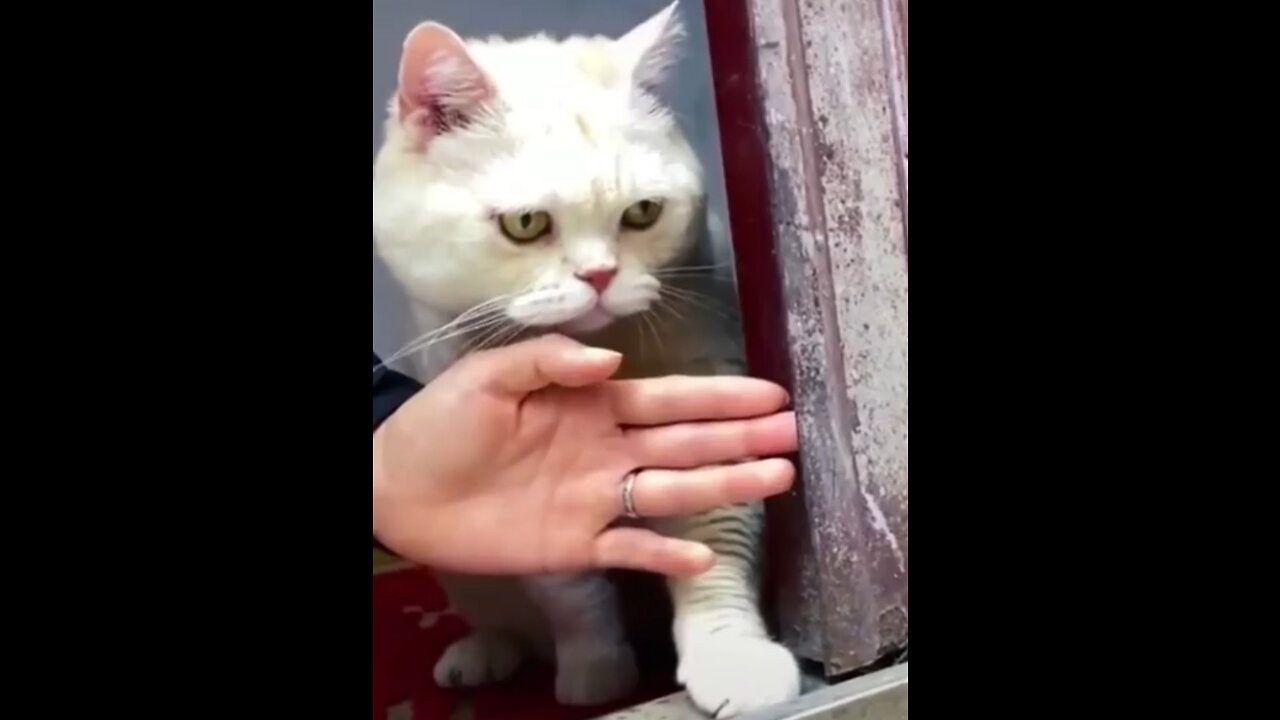 Funny Animals