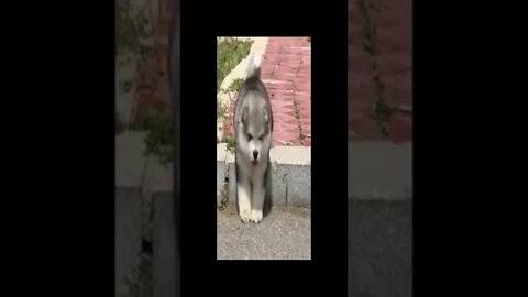 dog 113
