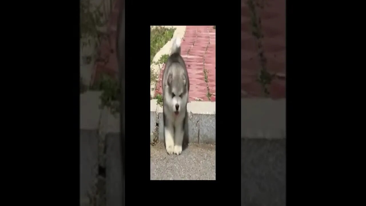 dog 113