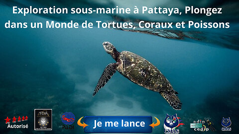 🤿 Exploration sous-marine à Pattaya, Plongez dans un Monde de Tortues, Coraux et Poissons