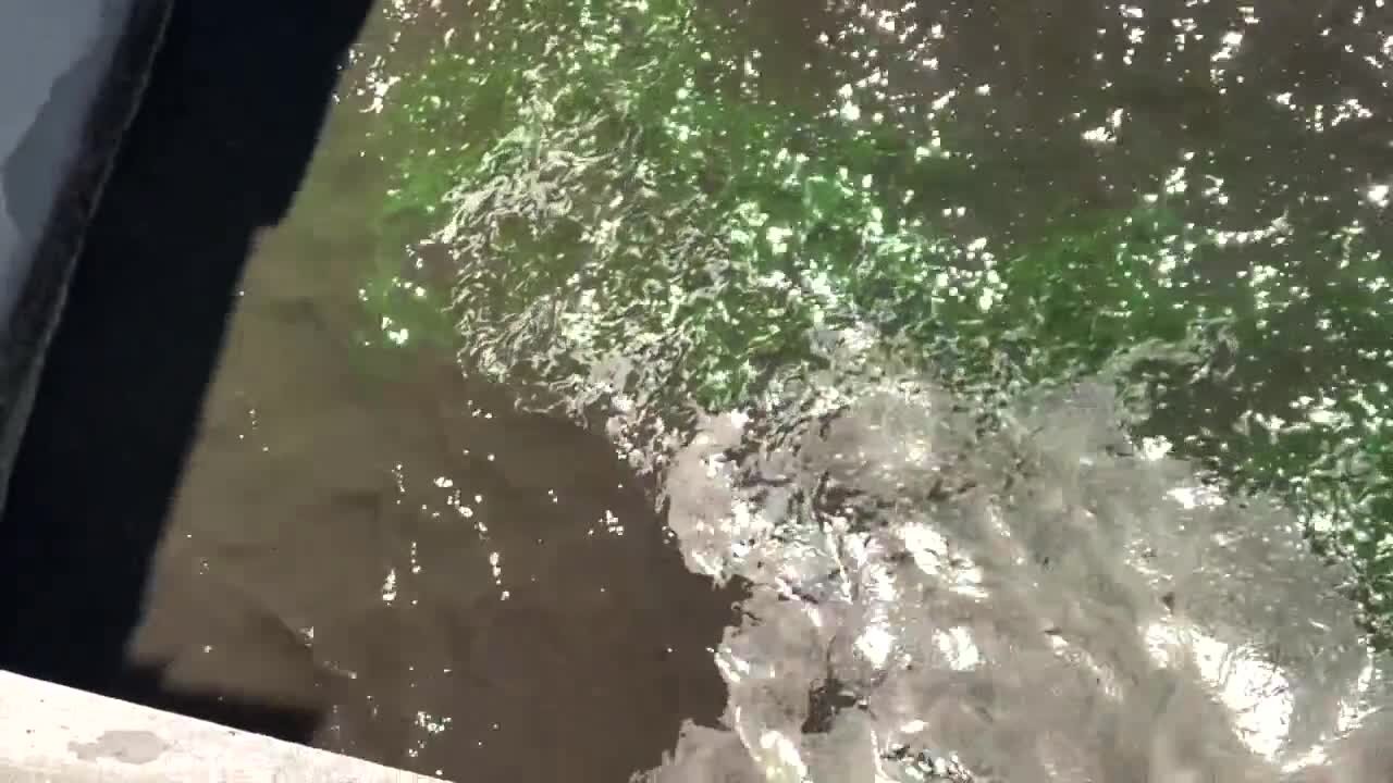 Army Corps of Engineers temporarily closing lock at Port Mayaca after blue-green algae sighting