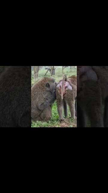 Lake Nakuru Sightings Today 08/09/22 (Lions, Rhino, etc) | Zebra Plains | #shorts