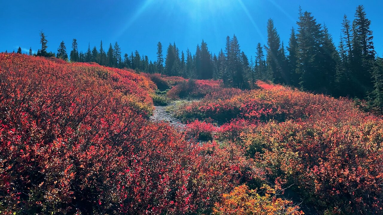 BITE-SIZED WILDS | GORGEOUS AUTUMN ALPINE FALL FOLIAGE @ Mount Hood! | Timberline Loop | Oregon | 4K