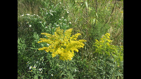 Feeling the Golden Sun Goldenrod Sept 2022