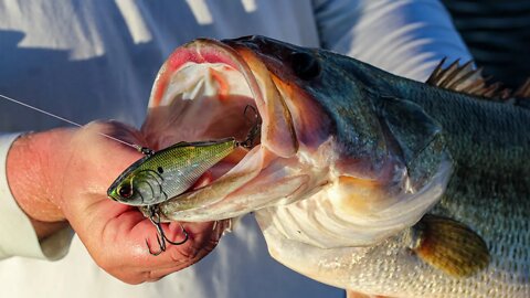 Limit of Largemouth Bass for over 45lbs on SECRET LAKE! (Must Watch!)