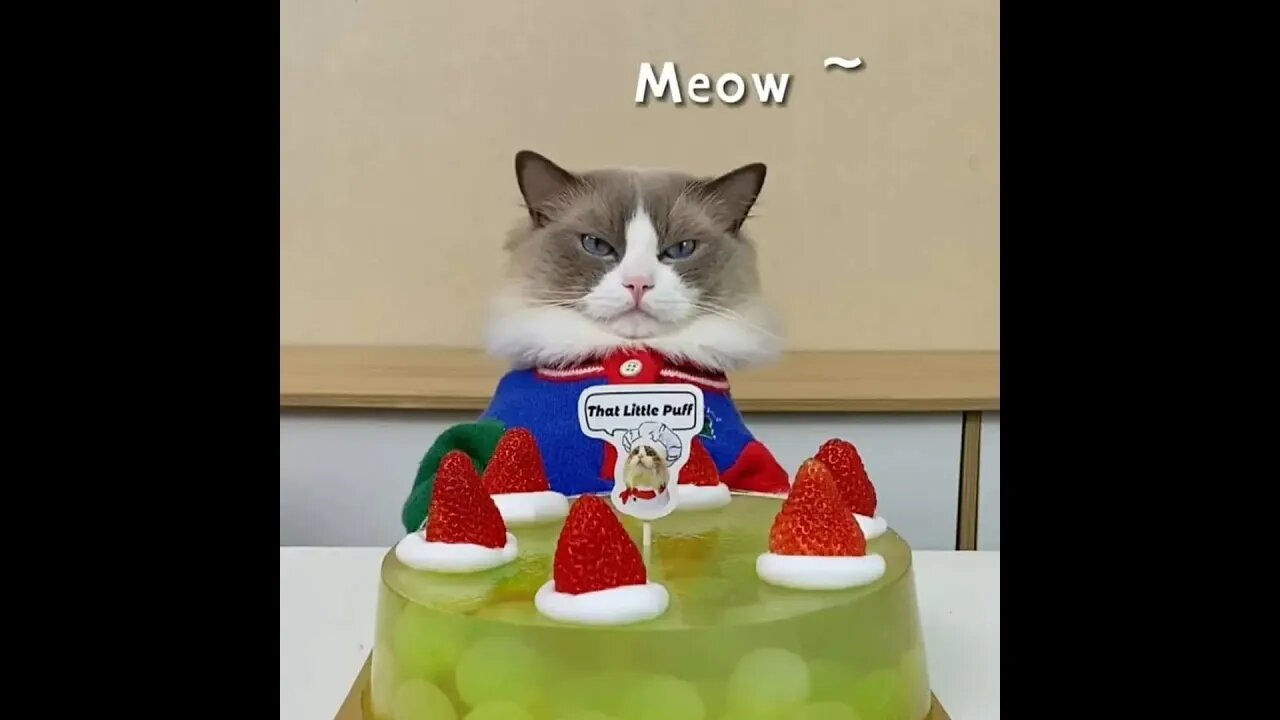 Who's birthday is today? Send you a birthday cake! Chef Meow #shorts