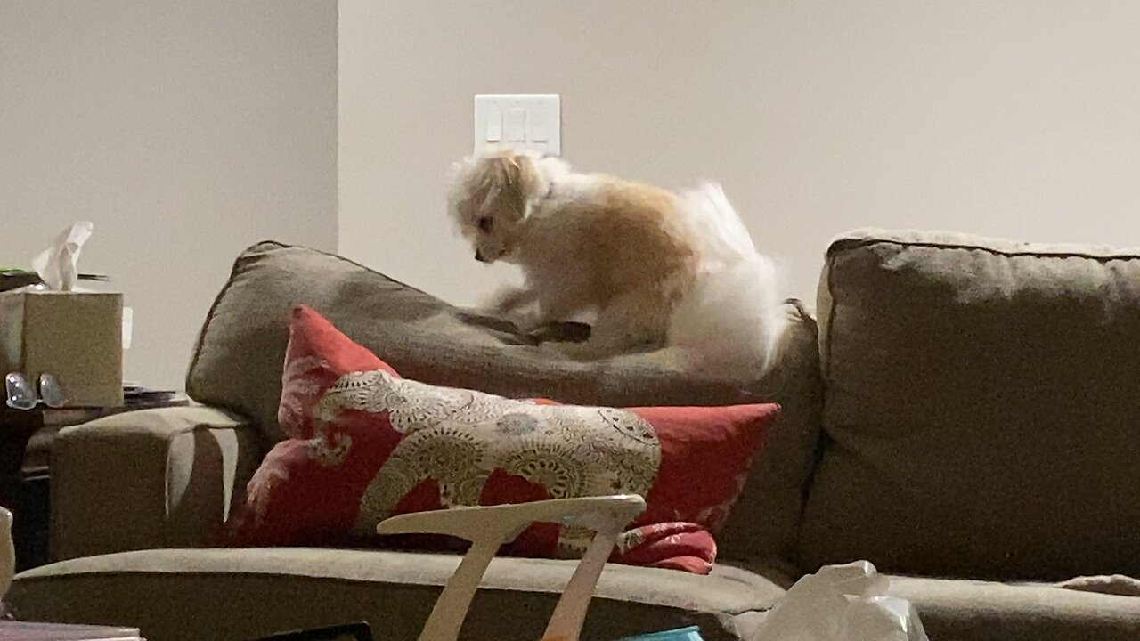 Pup is digging on the couch.