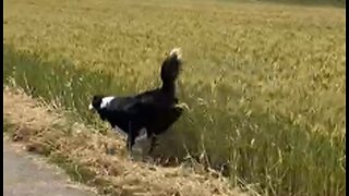 Dog Running Through Tall Grass