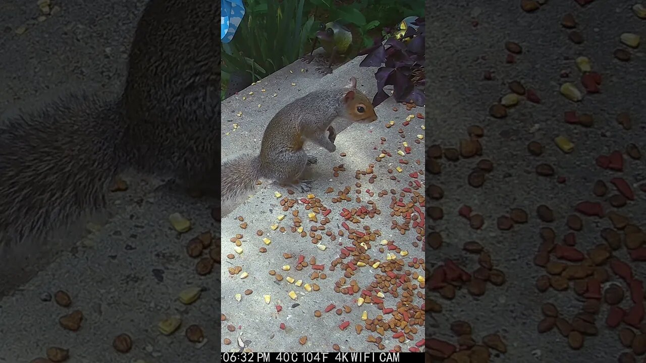 An Adorable Squirrel Visits! 😍