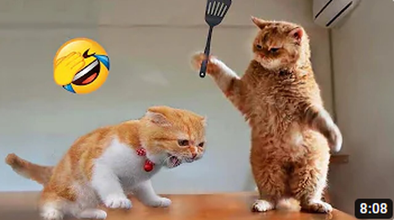 Funniest Animals 2023 😂 Funny Cats and Dogs Videos 😺🐶