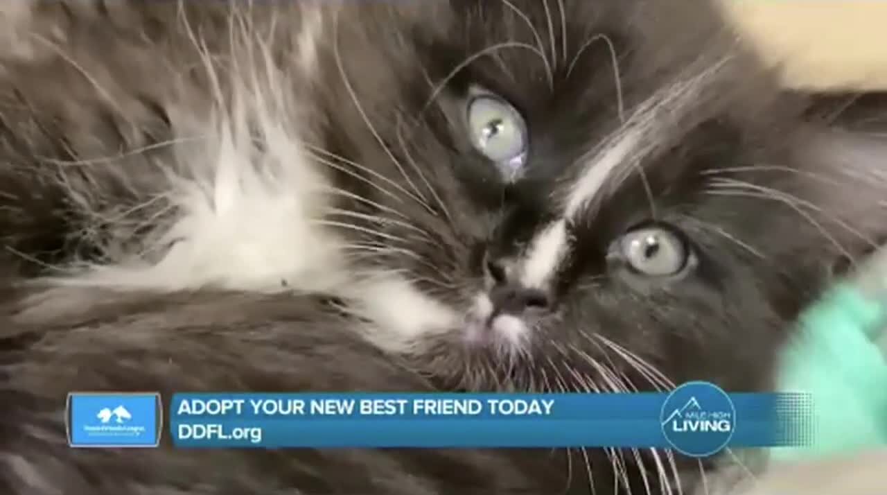 Adopt A New Friend // DDFL.org