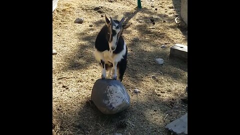 #goats #homesteading #homestead #farmanimals #farm #farmlife