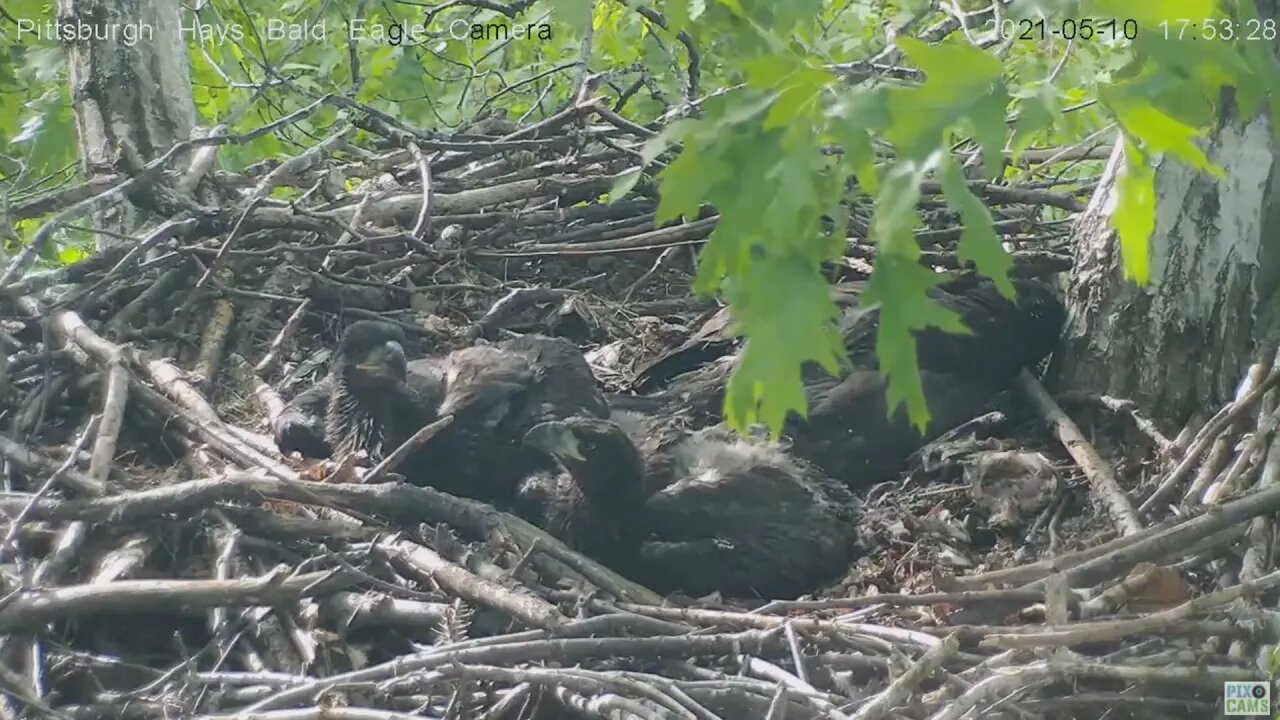 Hays Eaglets H14 H15 watching everything but...... H13 swats at the Squirrel 2021 05 10 17:54