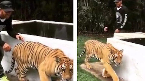 Lewis Hamilton scares a Tiger