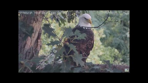 Hays Eagles Dad turns around on the branch and flys off 2021 09 15 752AM