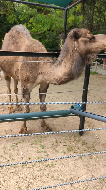 BradKuz76 Camel at Lincoln Children's Zoo