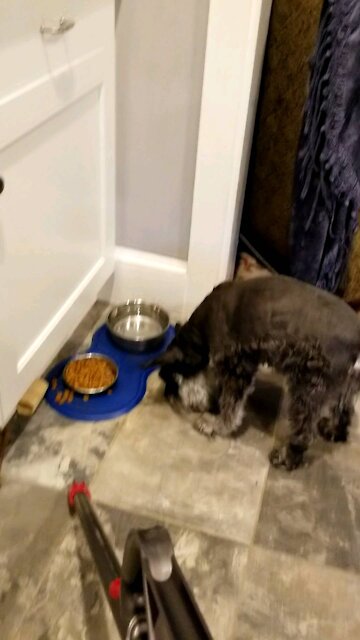 Tricking miniature schnauzer to eat