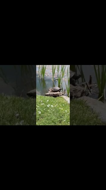 I found a turtle at the park