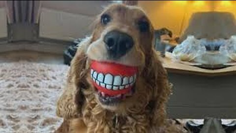 Funny animals 2023-- - Funniest Cats and Dogs Video----192 _