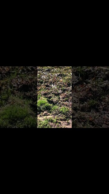 Busy Bees by the creek on a beautiful Spring day in paradise