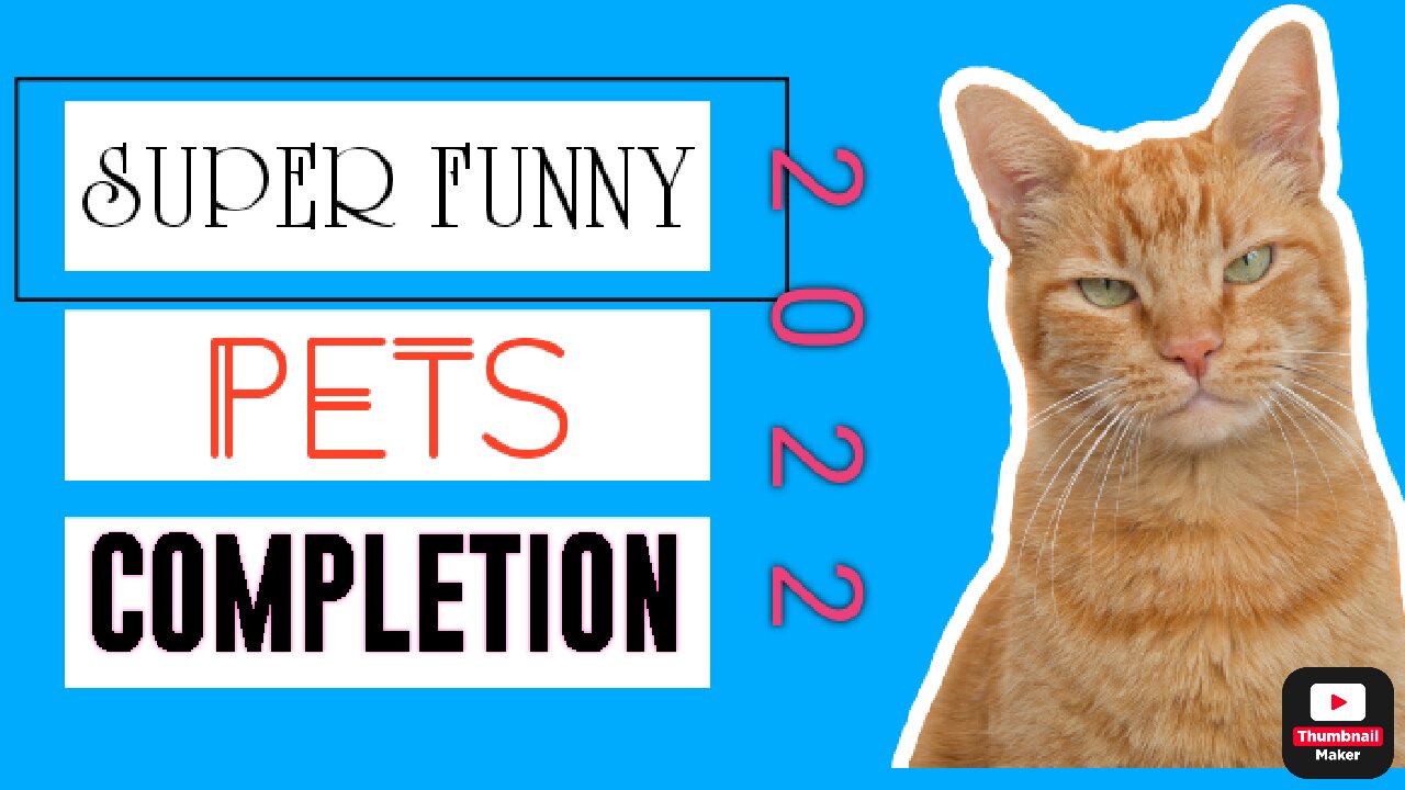 Super Funny Pet Animals Video Completion 1