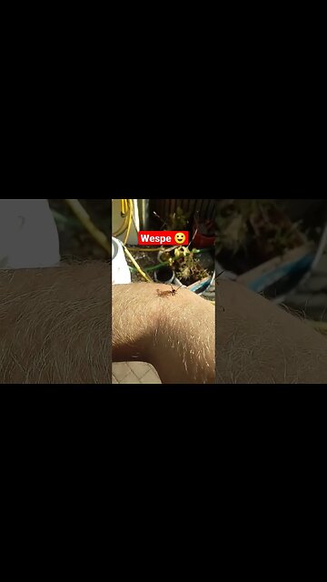 was haben so viele gegen Wespen? #shorts #wespe