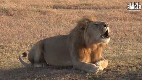 Majestic Roaring Male Lion | Maasai Mara Safari | Zebra Plains