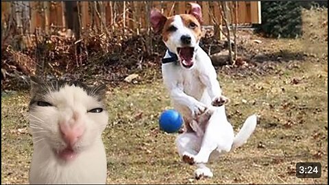 Funny Dogs And Cats 2024