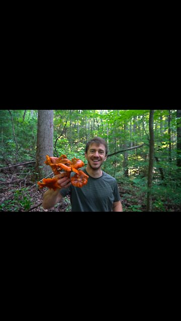 This Poison Mushroom Glows in the Dark! Jack-O'-Lantern mushroom identification and Chanterelles.