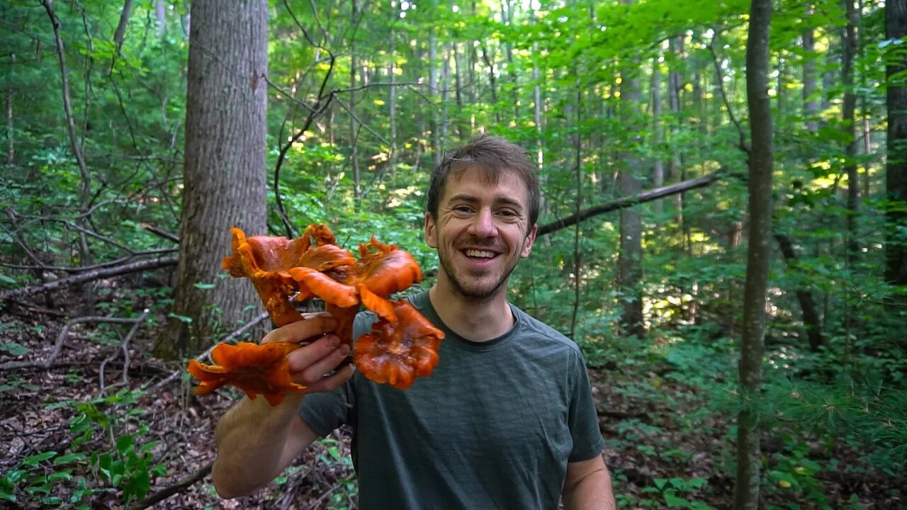 This Poison Mushroom Glows in the Dark! Jack-O'-Lantern mushroom identification and Chanterelles.