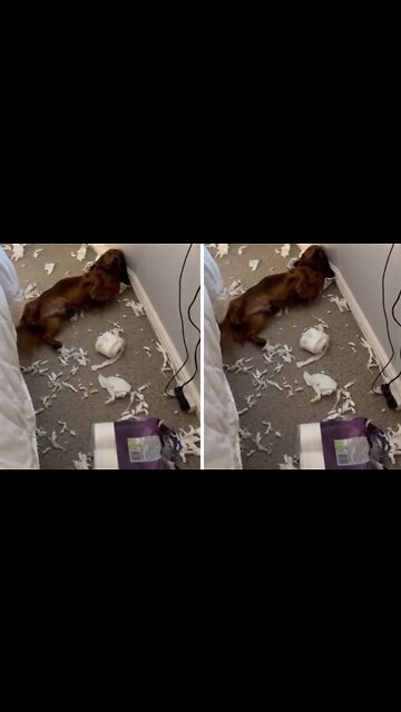 Dachshund puppy makes massive toilet paper mess