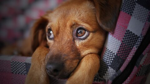 Fact or Fiction? Dogs#1