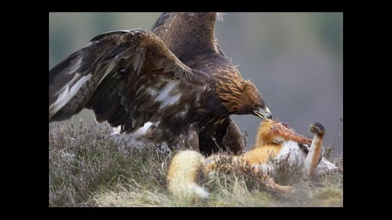 Eagle vs wolf