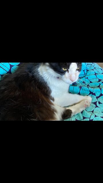 Shop cat Chronicles￼- Shop cat shop couch snuggle #shorts #ShopCat