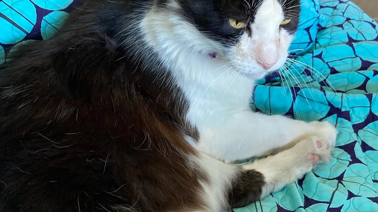 Shop cat Chronicles￼- Shop cat shop couch snuggle #shorts #ShopCat