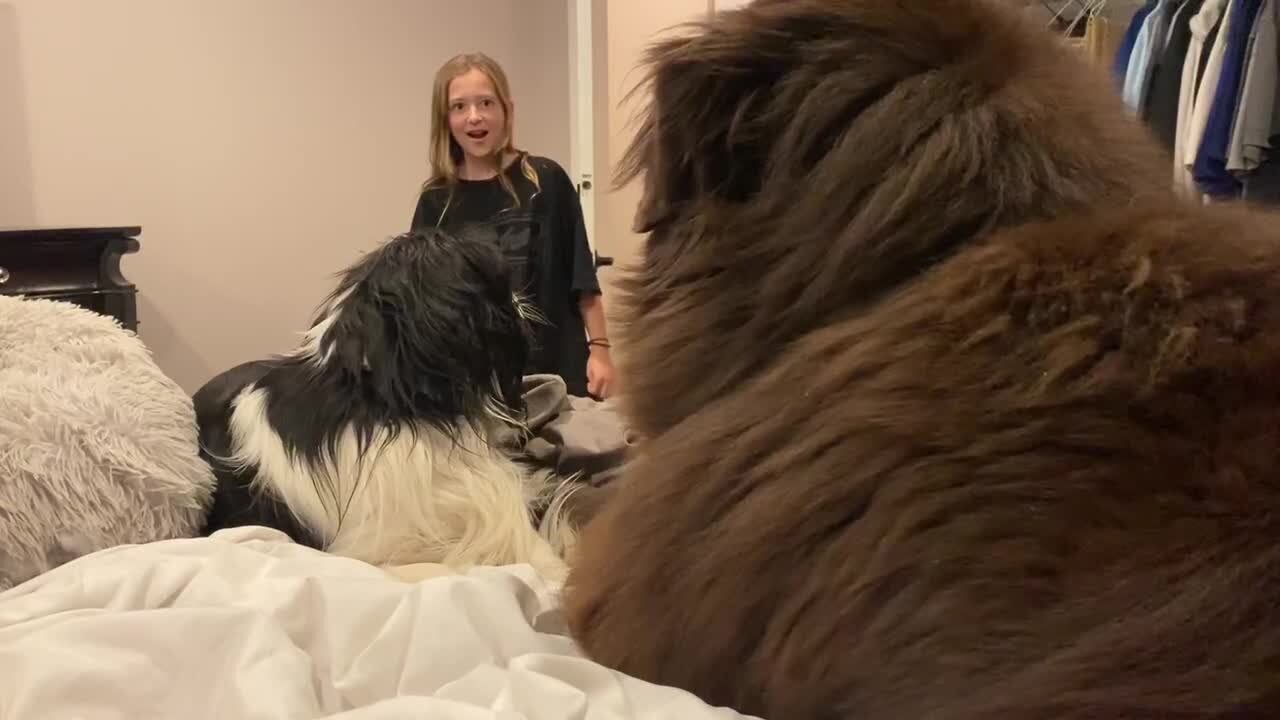 Child hilariously appalled by her two dogs smooching