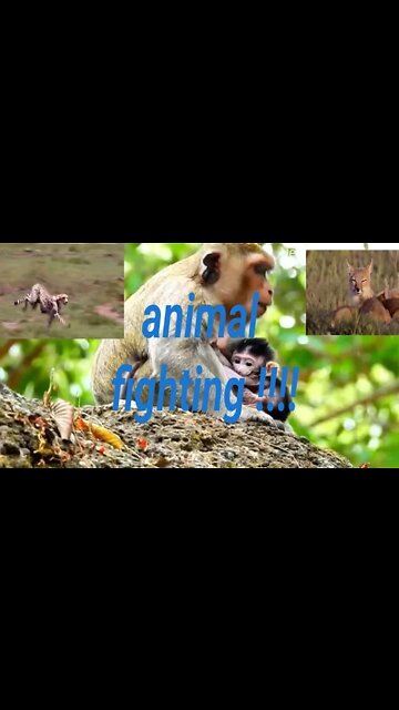 Monkey Trying to Make you laugh Shorts