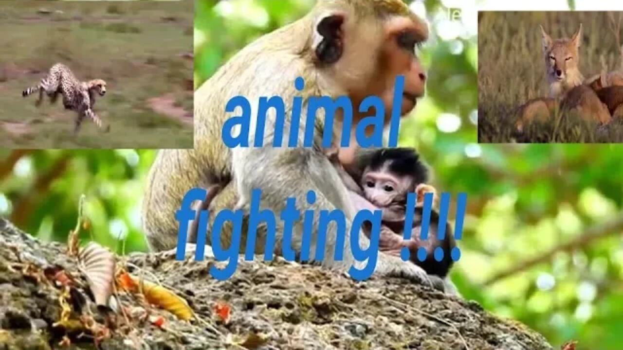 Monkey Trying to Make you laugh Shorts