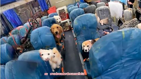 Educador de cães e tem um ônibus todo adaptado pra poder transportar os cachorros