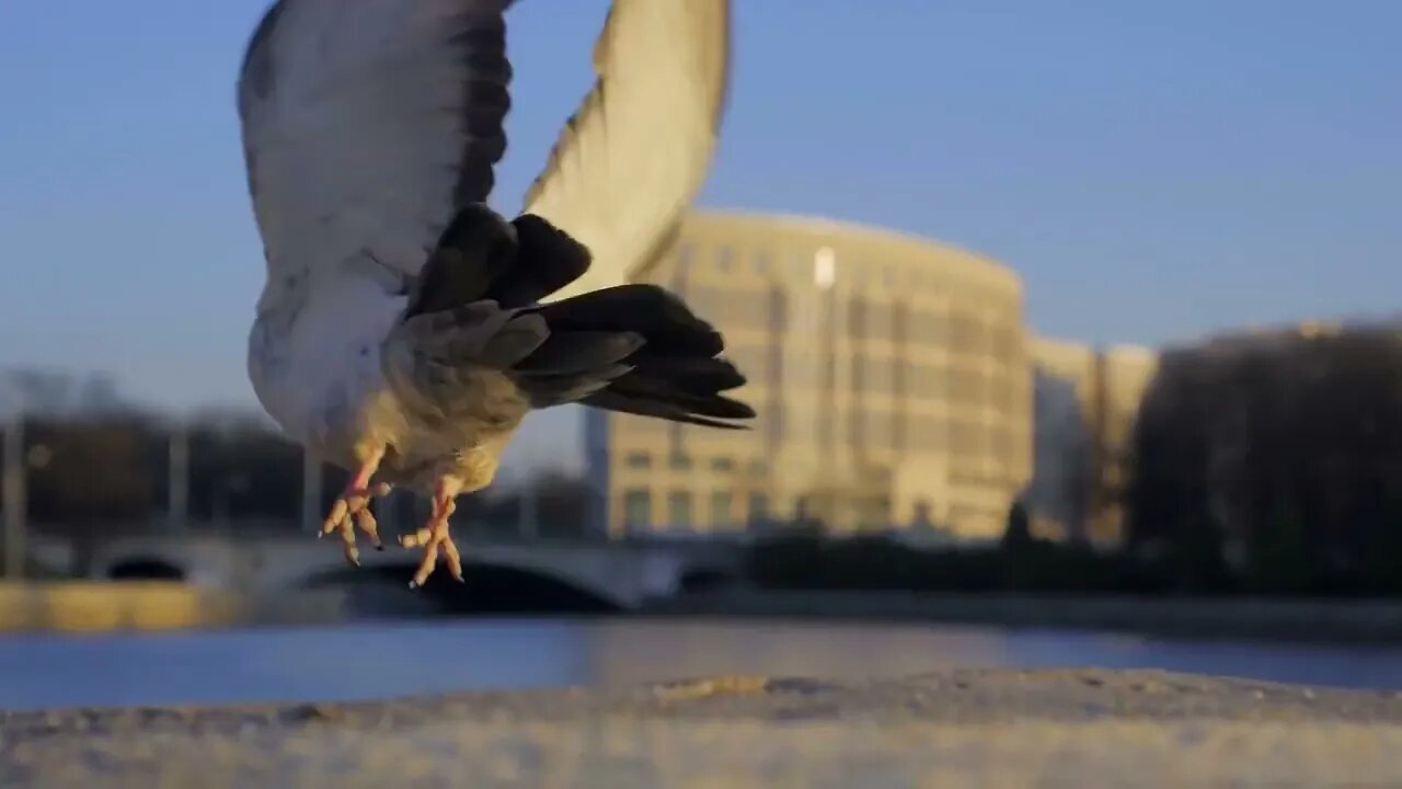 City pigeon flies away