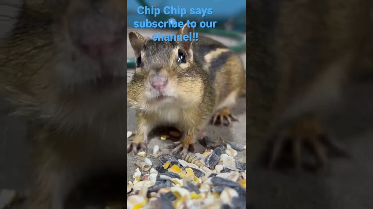 Chip Chip Says Subscribe Today!