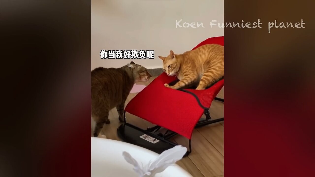 Cute Funny Moment Animal Compilation 2023