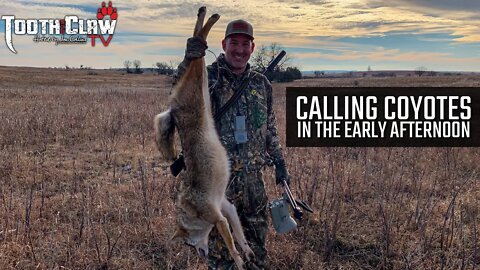 Calling Coyotes In The Early Afternoon - Coyote Hunting